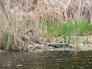 An alligator suns himself while Marianna and Jason move hurriedly past.  Well, not so fast that we don't take a picture....or six...