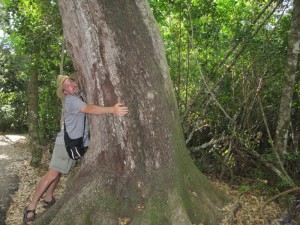 After all those alligators we took some time to do some tree hugging as well...this is one of the largest mohagany trees in the US.