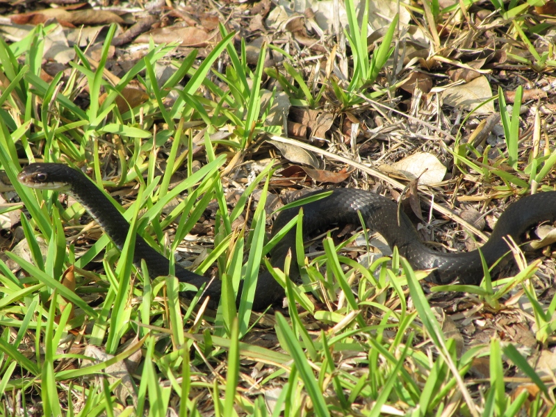 On our way out of Sanibel we found this 4 foot black snake at the side of the foot path. There are many species of snakes in Florida, several are poisonous. However you are more likely to run into them in the less populated north coast of Florida (the Pan Handle) which is our next stop. This particular snake is not poisonous so no worries!