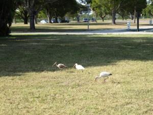 White Ibis instead of Pigeons
