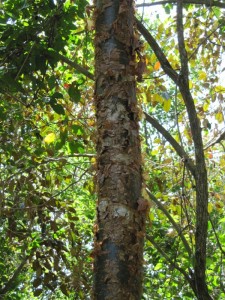 The gumbo-limbo tree is called the tourist tree because it peels just like tourists do.