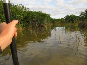 As we turn the corner in the tight mangrove we see another one blocking our path so we just paddle swiftly by.