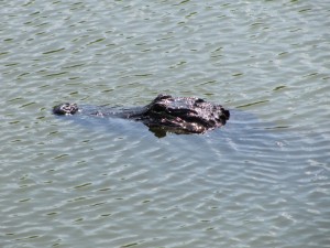 The canoe ride was the closest contact but we found way more sightings of Alligators from the raised platform hike at Royal Palms.
