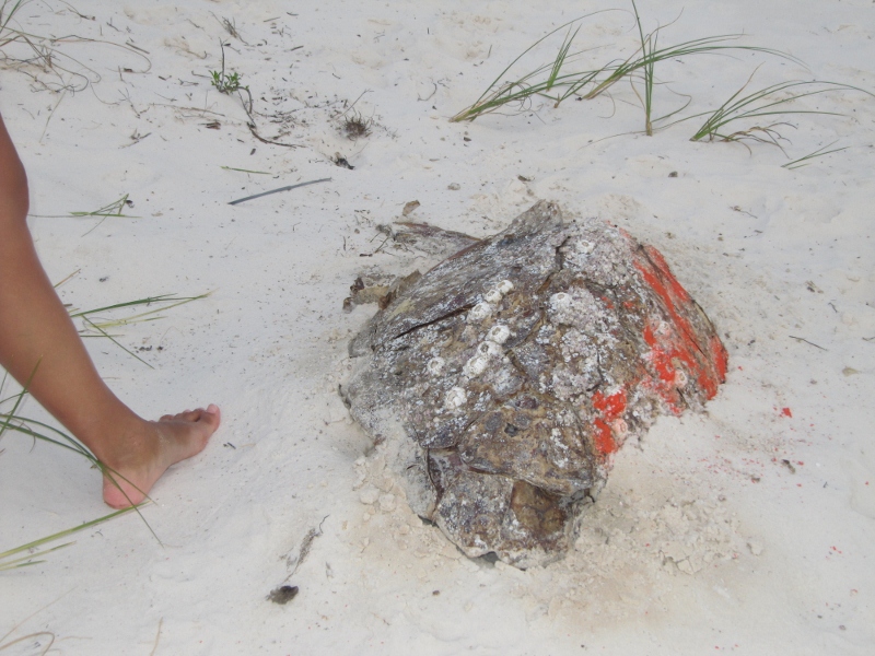 Then we found this huge sea turtle shell.