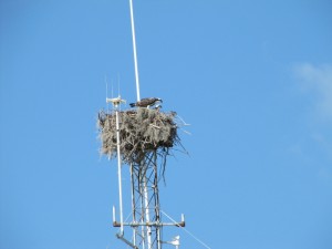 Osprey and its baby chick, very cool.