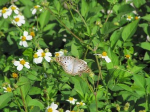 Okay we had to get at least one butterfly pic for Sheryl.