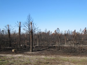 The Iron Horse Wildfire burns trees, billboards and everything in its way.