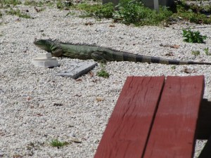 This big guy and his kind are a bit of a nuisance at Bahia Honda State Park – an invasive species they’re growing leaps and bounds since they don’t have any natural predators.